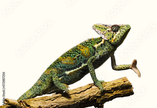 A green yellow chameleon stands on a branch and stretches out an arm.