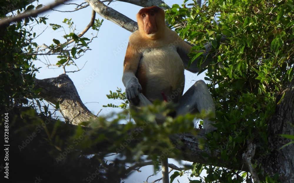 Fototapeta premium Proboscis monkey
