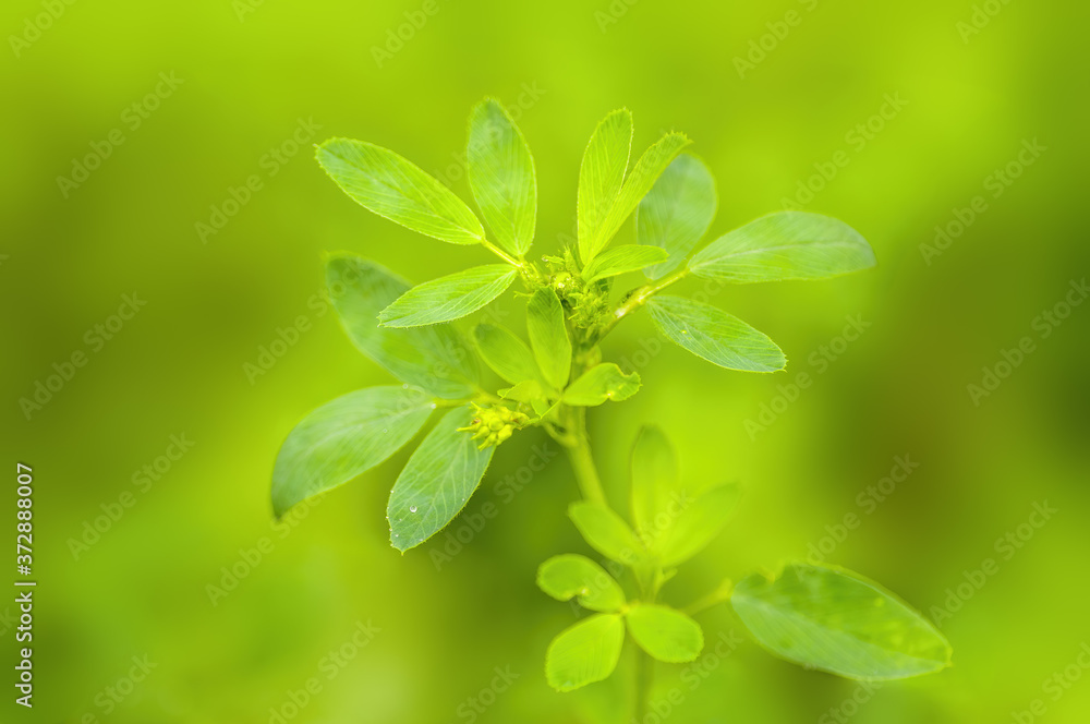 a fresh branch with green leaves in the forest a fresh branch with green leaves in the forest