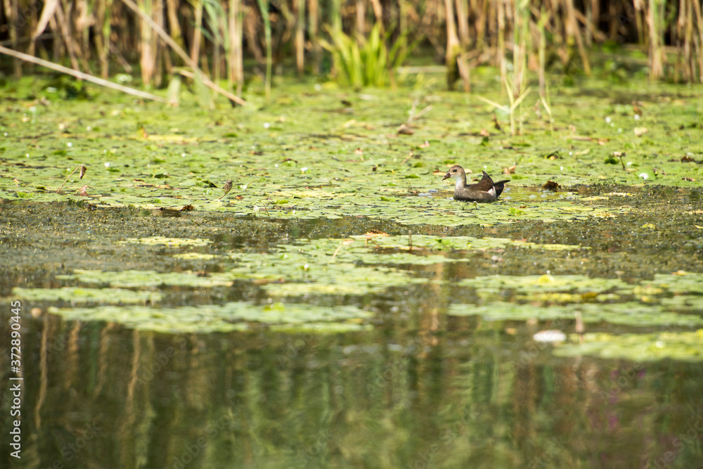 Fototapeta premium Landscape with waterline and birds in Danube Delta, Romania, in a summer day