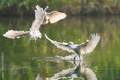 Snowy Egret Wading in shallow edge of lake looking for fish