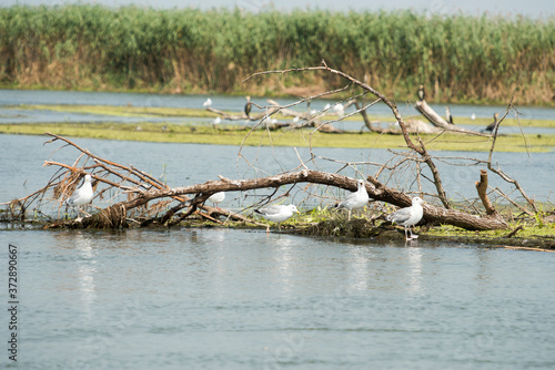 Landscape with waterline and birds in Danube Delta   Romania   in a summer day