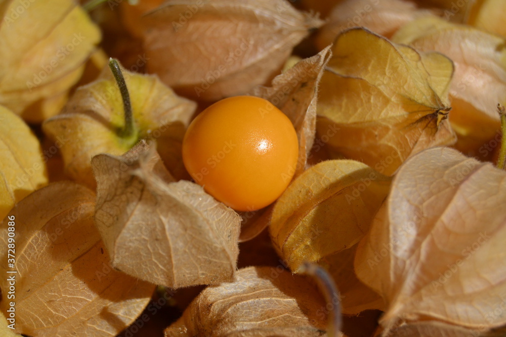 physalis physalis