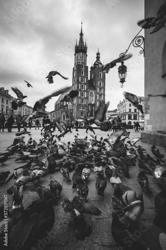 Pigeons in Cracow Main Square. Malopolska Poland 