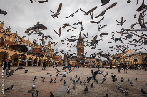 Pigeons in Cracow Main Square. Malopolska Poland 