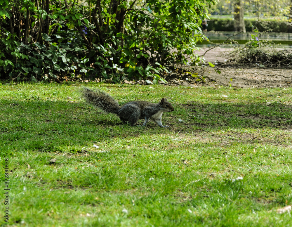 Fototapeta premium squirrel in the park