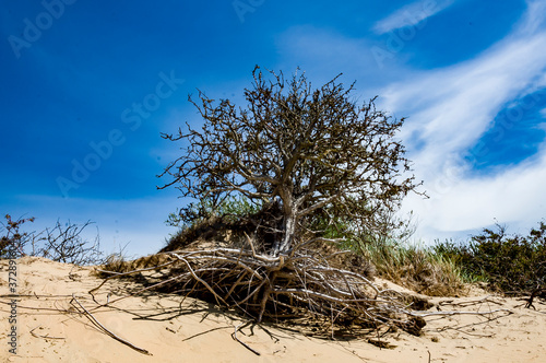 dead tree on the beach photo