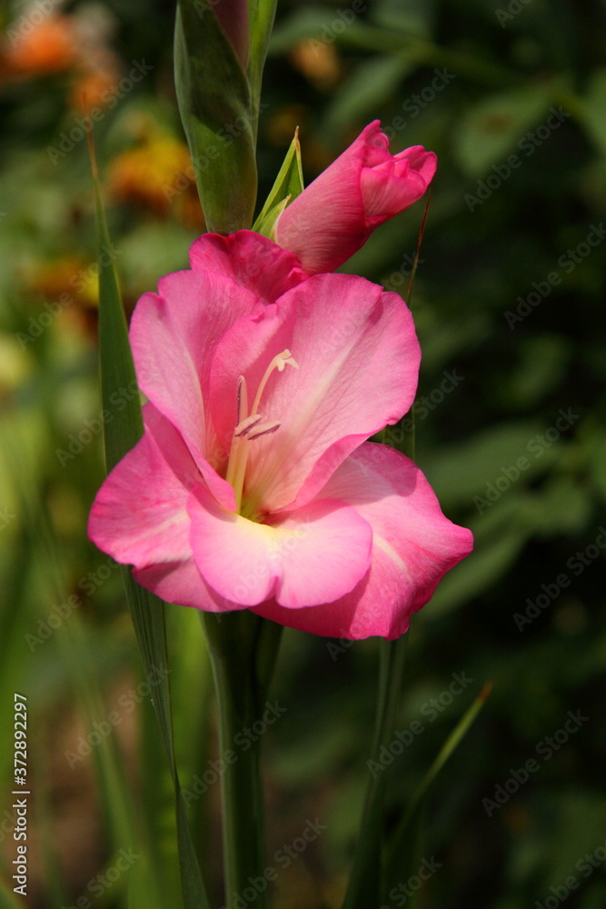 Pink gladiolus close-up. The idea of designing cards with flowers. For wallpaper, backdrop and postcard. Pink gladiolus close-up. The idea of designing cards with flowers. For wallpaper, backdrop and postcard.
