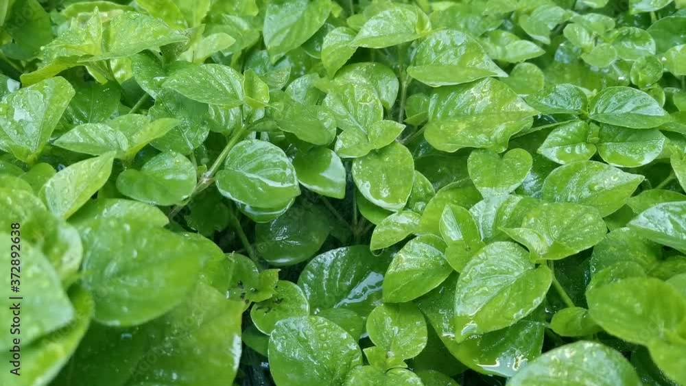 Water droplets on the leaves while the rain rains in the afternoon. Water droplets on the leaves while the rain rains in the afternoon.