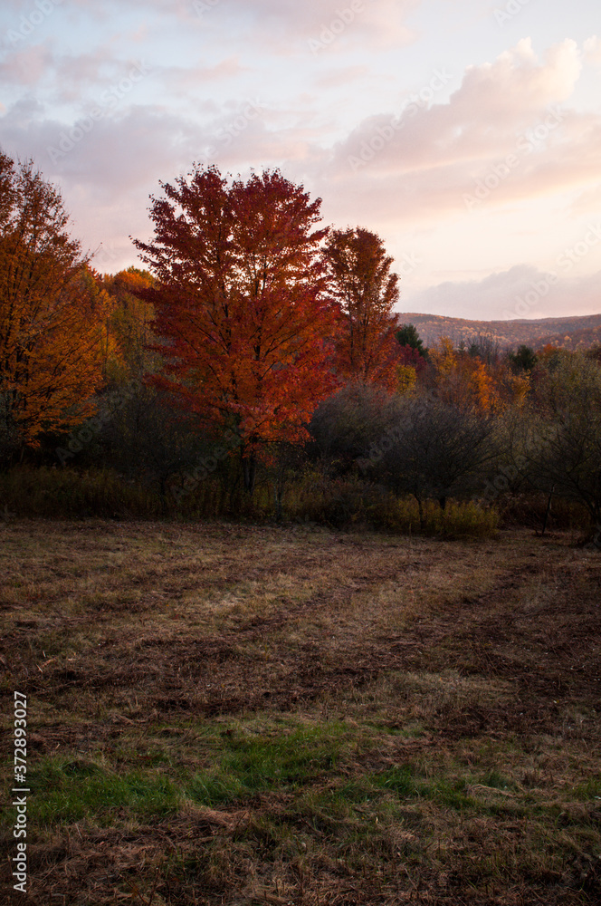 Fototapeta premium autumn landscape in the evening