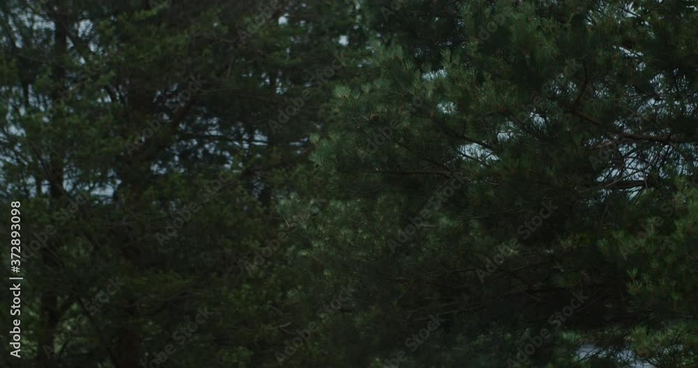 spruce, branches swaying in the wind