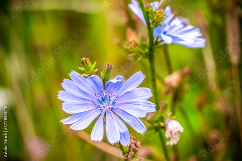 Beautiful bright flowers of ordinary chicory close-up. Beautiful background with beautiful blue flowers. photo