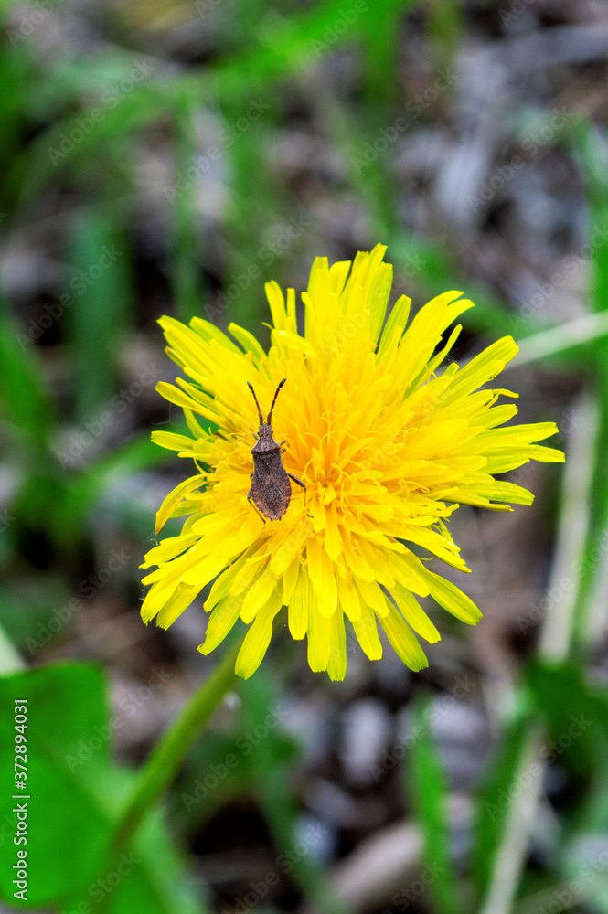 beetle and dandelion beetle and dandelion