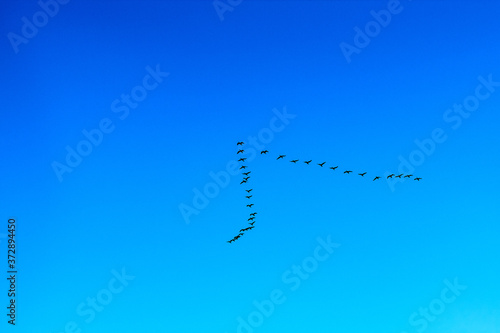 A flock of cormorant flight through the clear blue sky