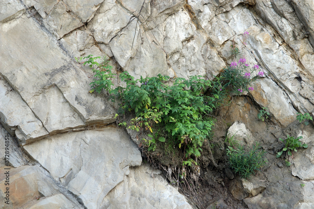 Naklejka premium Flower growing on vertical granite rock