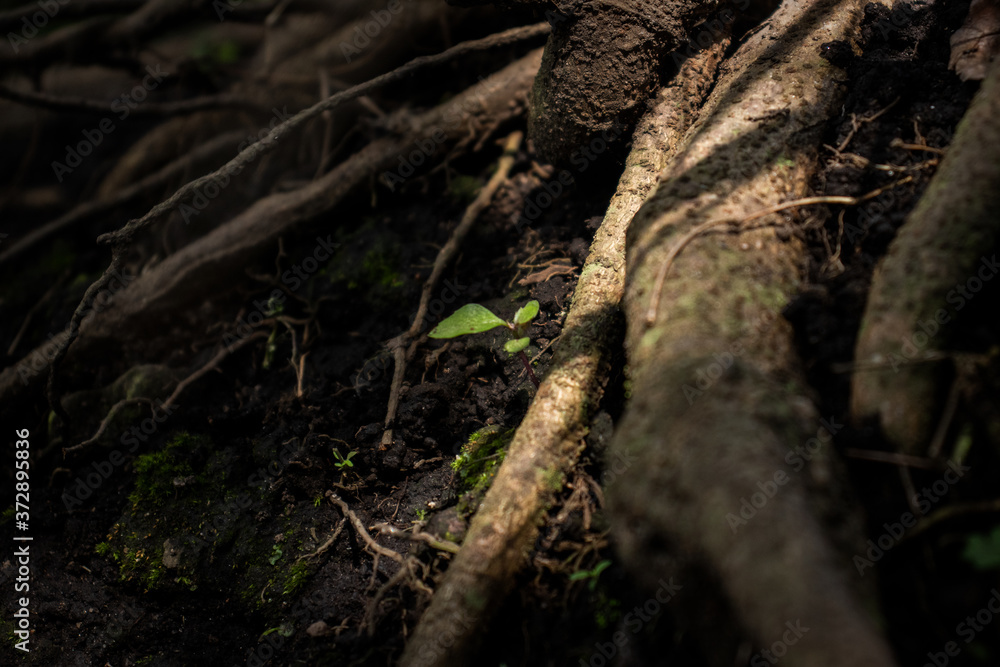 small plant growing surrounded by big trees roots small plant growing surrounded by big trees roots