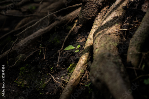 small plant growing surrounded by big trees roots