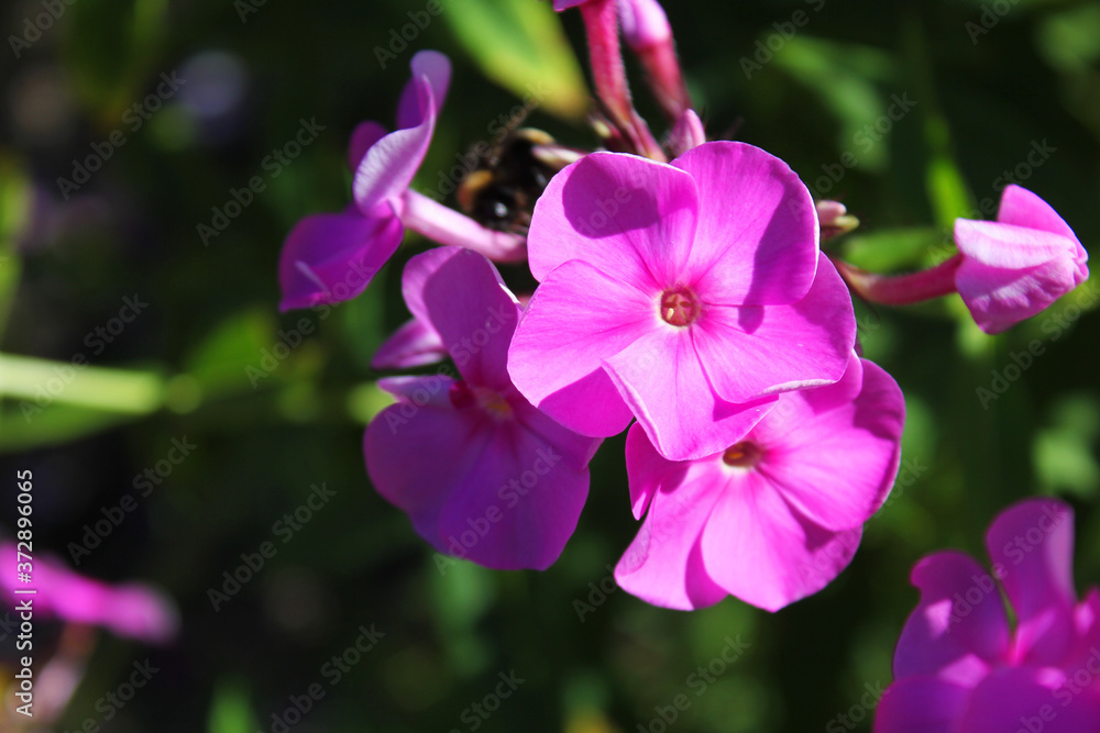 Phlox flower plant blooming in summer garden. Nature close up view of beautiful light purple phlox flowers blossoming on sunny summer day outdors