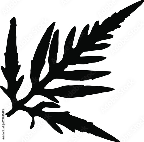ragweed leafe