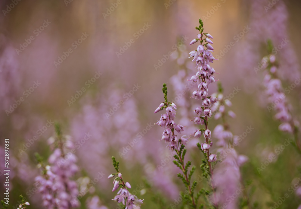 Fototapeta premium a close-up on the blooming heather