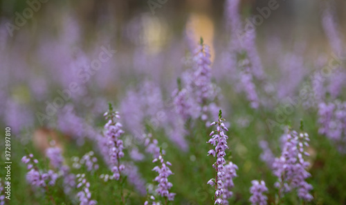 A close-up on the heather in the forest