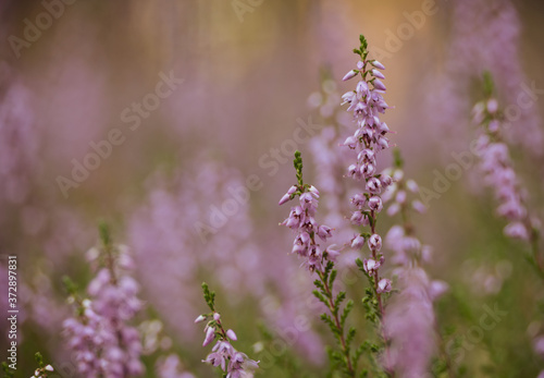 a close-up on the blooming heather