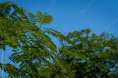 Japanese acacia or pink silk tree from the Fabaceae family. Branch with delicate green leaves of Persian silk tree on blurred background of greenery and blue sky. Selective focus. North Caucasus.