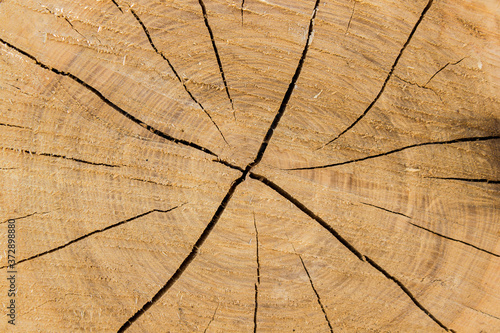 cracks on wooden log background