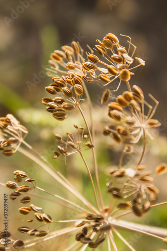 dry dill seeds grow in the garden