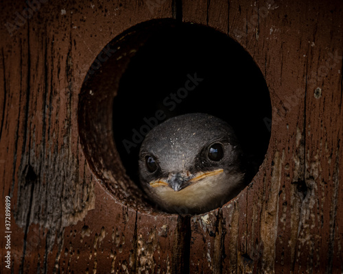 YOUNG TREE SWALLOW IN BIRD HOUSE
