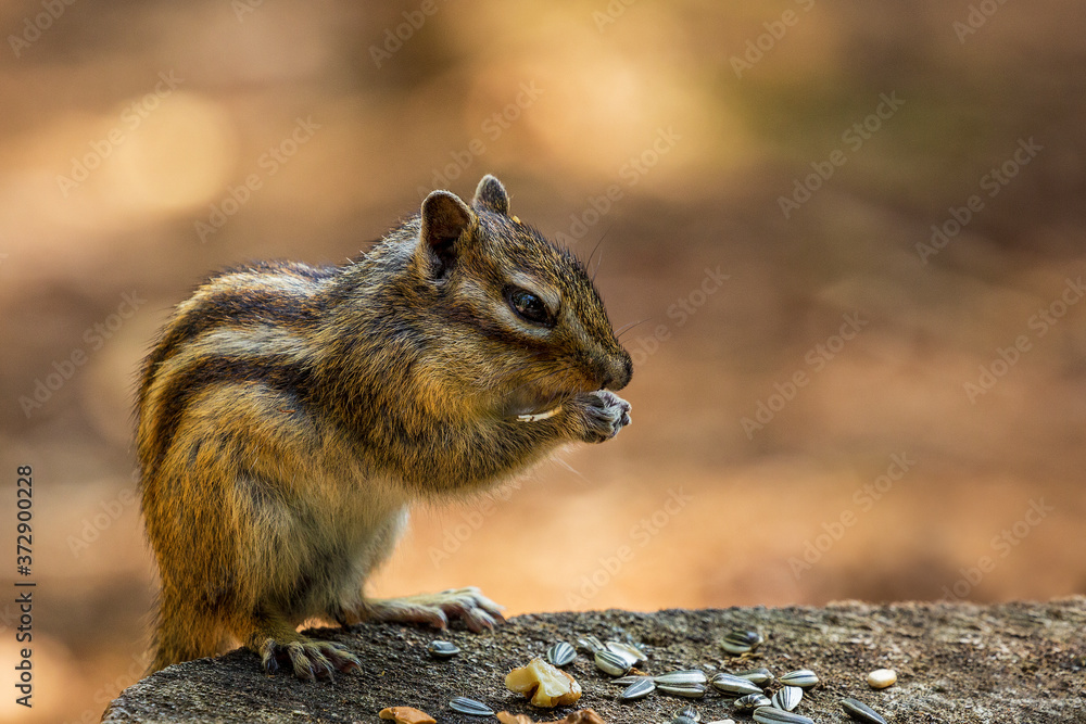 Siberian chipmunk or common chipmunk (Eutamias sibiricus) sitting Siberian chipmunk or common chipmunk (Eutamias sibiricus) sitting