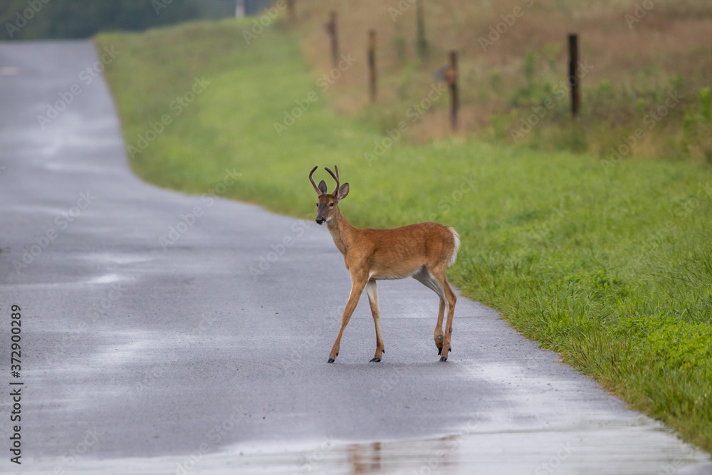 Fototapeta premium Yearling Buck on Country Road