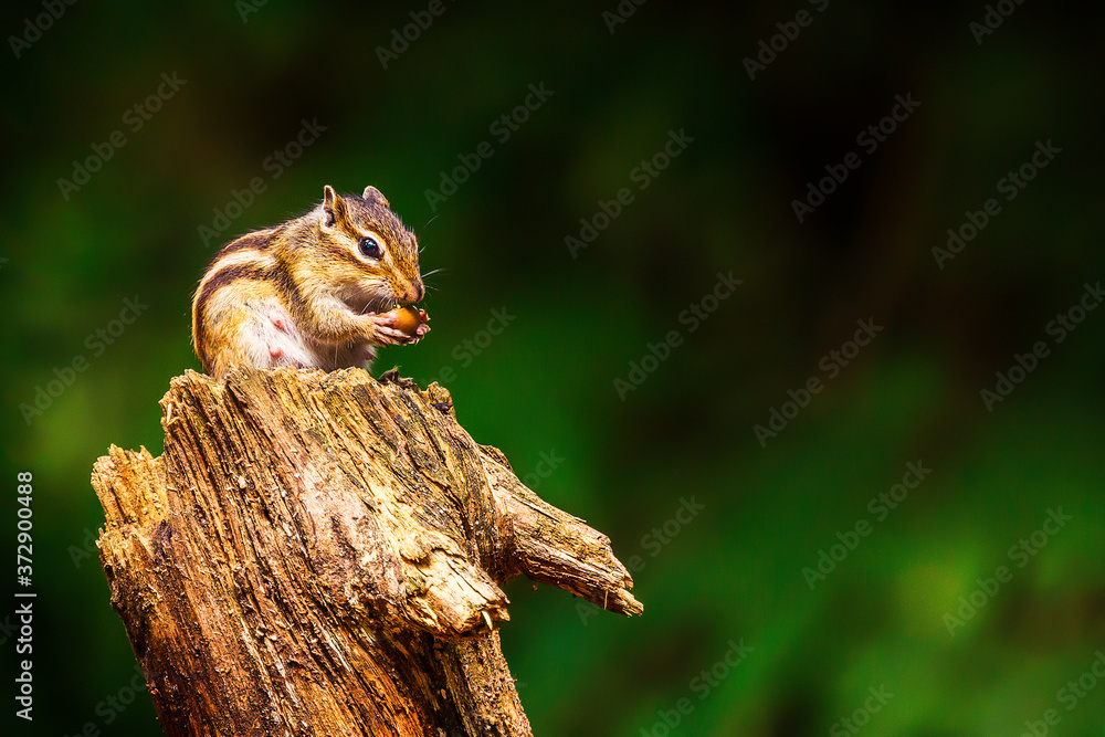 Siberian chipmunk or common chipmunk (Eutamias sibiricus) sitting on a branch Siberian chipmunk or common chipmunk (Eutamias sibiricus) sitting on a branch