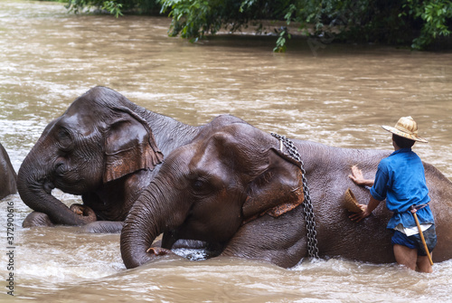 a mahout bathes his elephant in a river show in Chiang Dao, Chiang Mai, Thailand
