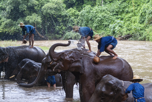 Obraz na płótnie mahout bathe their elephant in a river show in Chiang Dao, Chiang Mai, Thailand