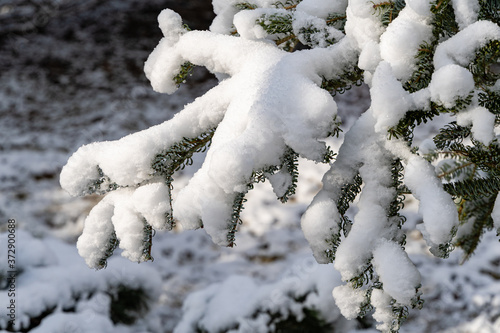 Snow on branches of Fir Abies koreana Silberlocke. Winter's tale in an evergreen landscaped garden. Close-up. Clear sunny winter day after snowfall. Nature concept for design. © AlexanderDenisenko