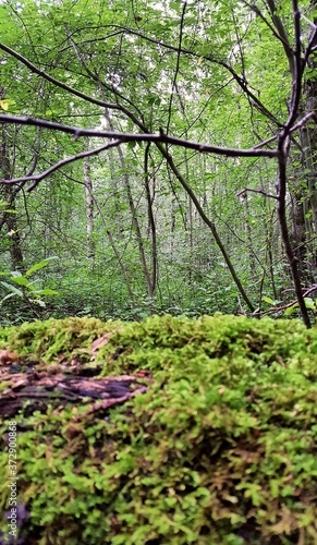 A view of a thicket of broadleaf forest from behind an old log covered with green moss.