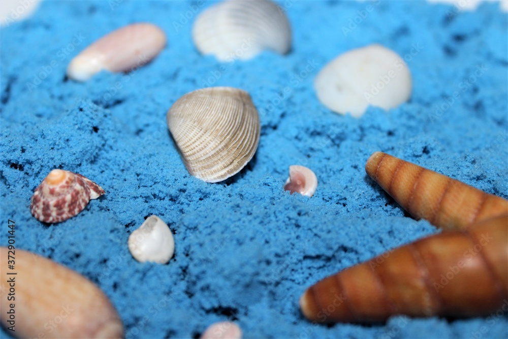 Shells on blue sand. 