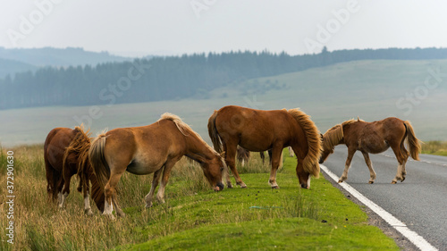 Wild Horses from Brecon Beacons National Park in Wales.