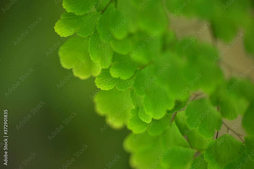 Abstract green leaf background, soft focus, sunny day, fresh spring field, natural textured wallpaper Abstract green leaf background, soft focus, sunny day, fresh spring field, natural textured wallpaper
