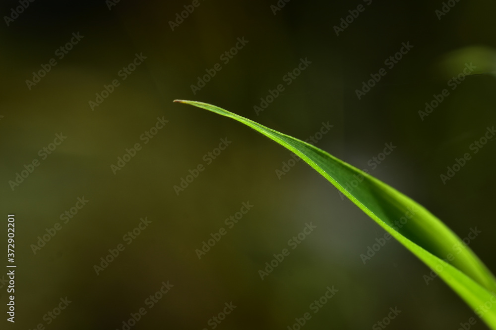 Abstract green leaf background, soft focus, sunny day, fresh spring field, natural textured wallpaper Abstract green leaf background, soft focus, sunny day, fresh spring field, natural textured wallpaper