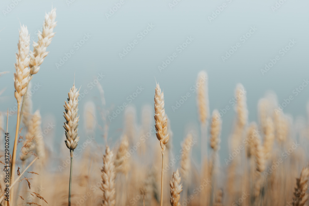 wheat field with ripe harvest against light blue sky at sunset or sunrise. Ears of golden wheat rye close crop. agriculture landscape wallpaper. wheat field with ripe harvest against light blue sky at sunset or sunrise. Ears of golden wheat rye close crop. agriculture landscape wallpaper.