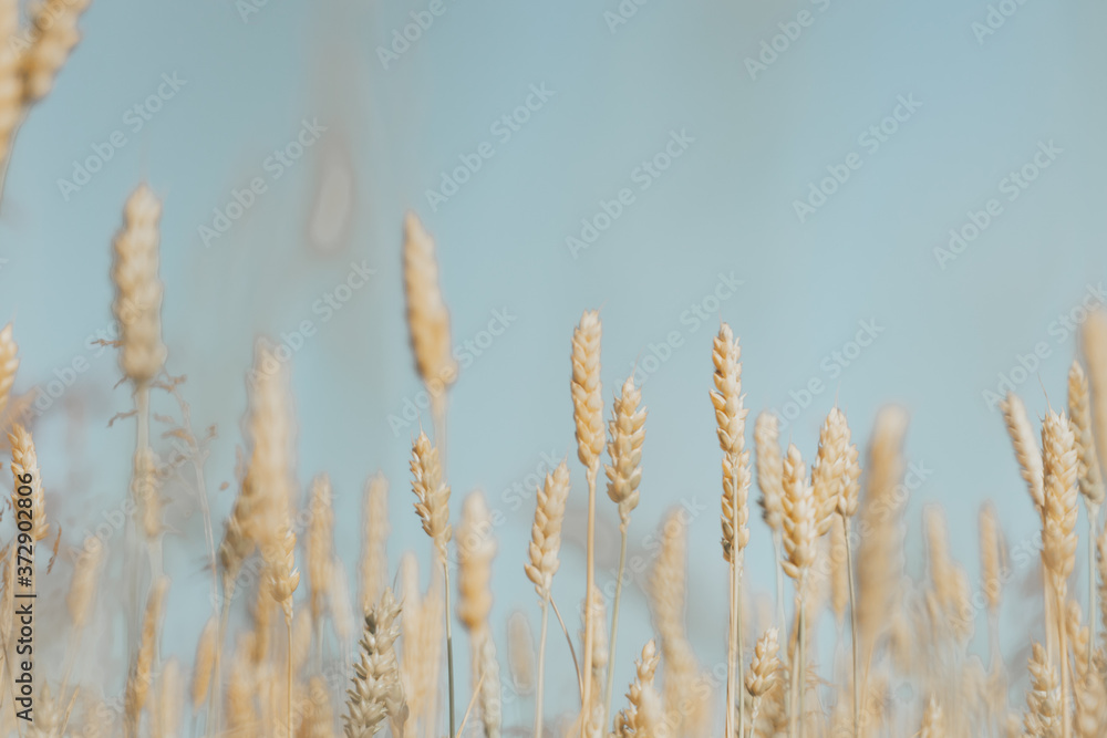 Fototapeta premium wheat field with ripe harvest against light blue sky at sunset or sunrise. Ears of golden wheat rye close crop. agriculture landscape wallpaper.