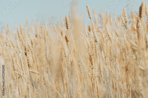 wheat field with ripe harvest against light blue sky at sunset or sunrise.  Ears of golden wheat rye close crop. agriculture landscape wallpaper.