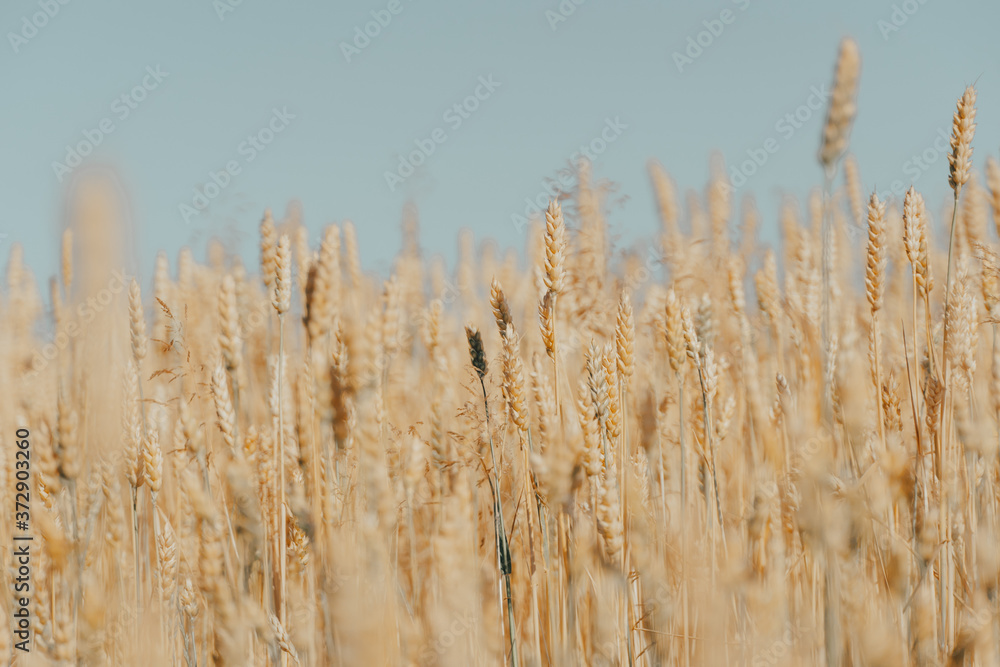 Obraz premium wheat field with ripe harvest against light blue sky at sunset or sunrise. Ears of golden wheat rye close crop. agriculture landscape wallpaper.