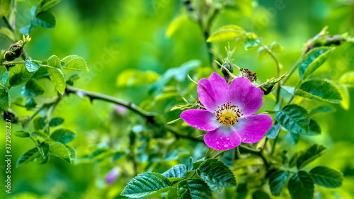 Photos Dog rose (rosa canina) flowring among fresh summer greens with small raindrops o