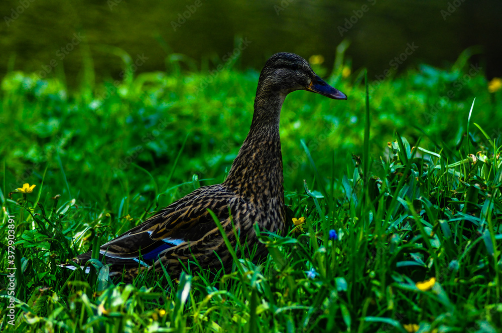 female mallard duck female mallard duck