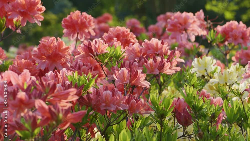 Blooming beautiful salmon pink rhododendrons Blooming beautiful salmon pink rhododendrons
