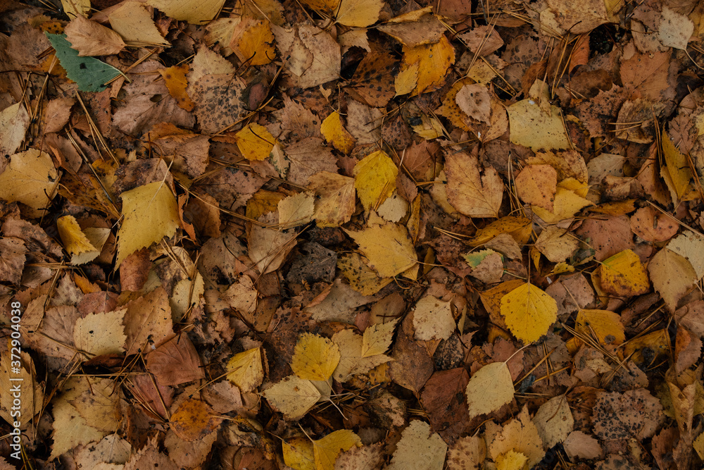 Background pattern of yellow autumn leaves Background pattern of yellow autumn leaves