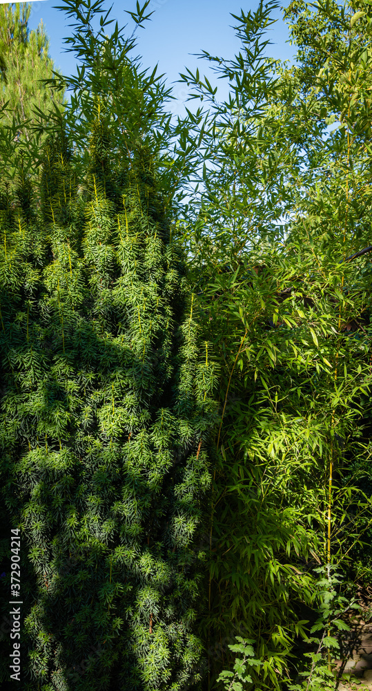 Fototapeta premium Beautiful tall bush of yew Taxus baccata Fastigiata Aurea next to path near country house. Close-up. Evergreen landscaped garden. North Caucasus nature concept for design